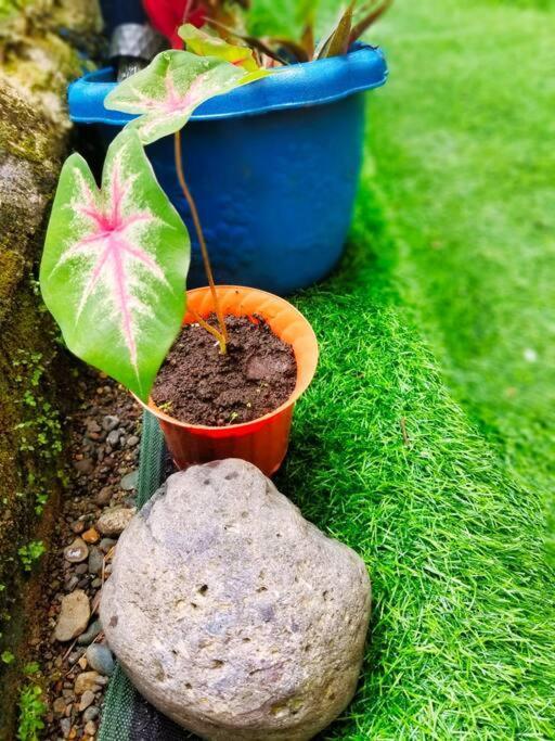 Poetry Garden Bocas Town Colon Island Villa Exterior photo