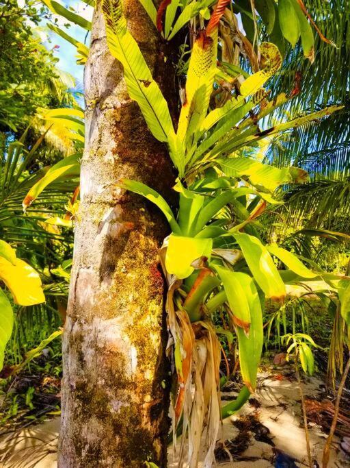 Poetry Garden Bocas Town Colon Island Villa Exterior photo